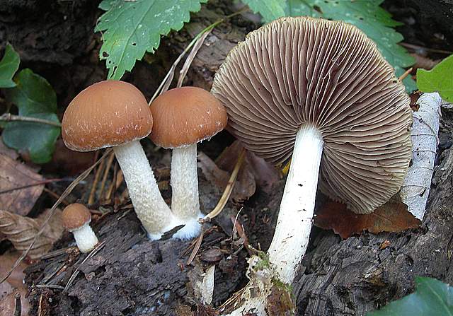 Psathyrella gossypina   (Bull.)   A. Pearson & Dennis